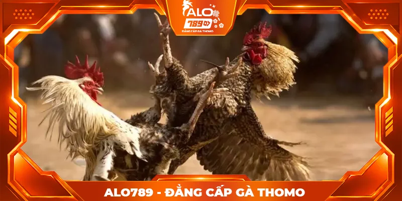 Tổng hợp ưu điểm nổi bật của sảnh đá gà Alo789