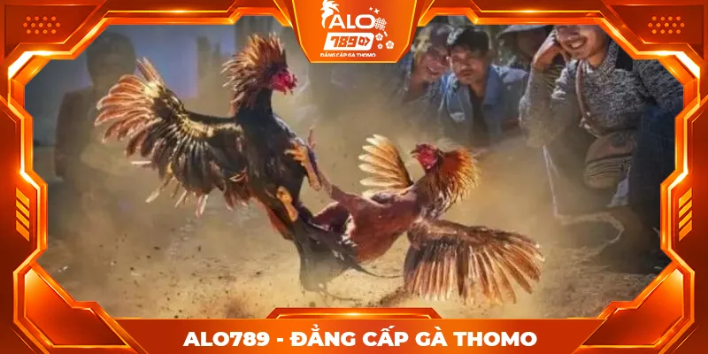 Tổng hợp ưu điểm nổi bật của sảnh đá gà Alo789